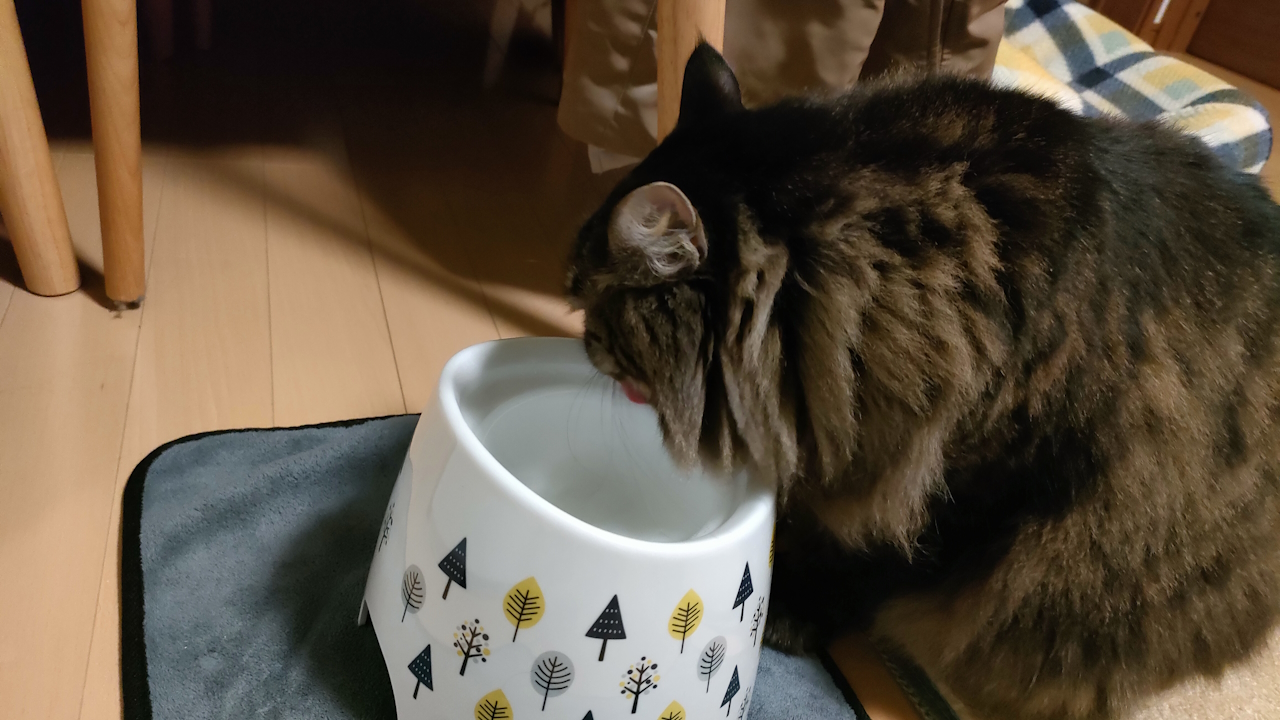 水を飲む黒い猫